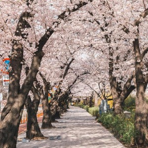 [대구출발] 계룡산 벚꽃축제