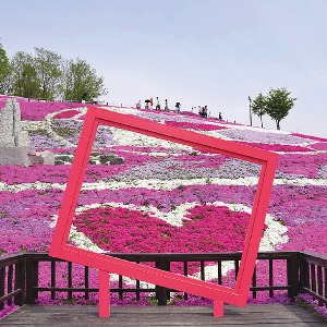 [대구출발] 산청 생초국제조각공원 꽃잔디축제